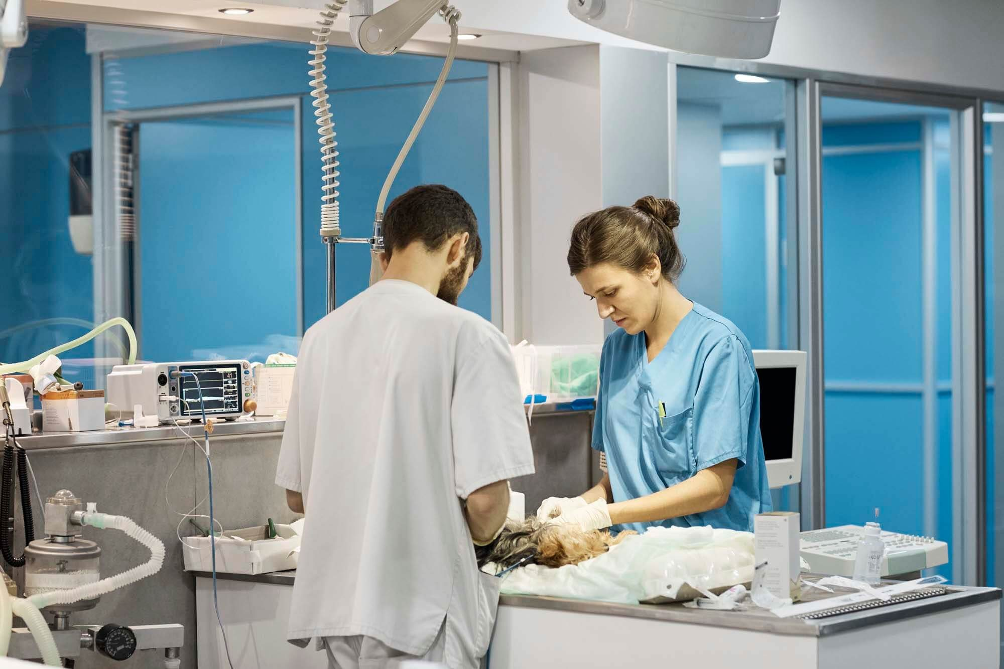 Impact of AI and Machine Learning in Veterinary Diagnostics