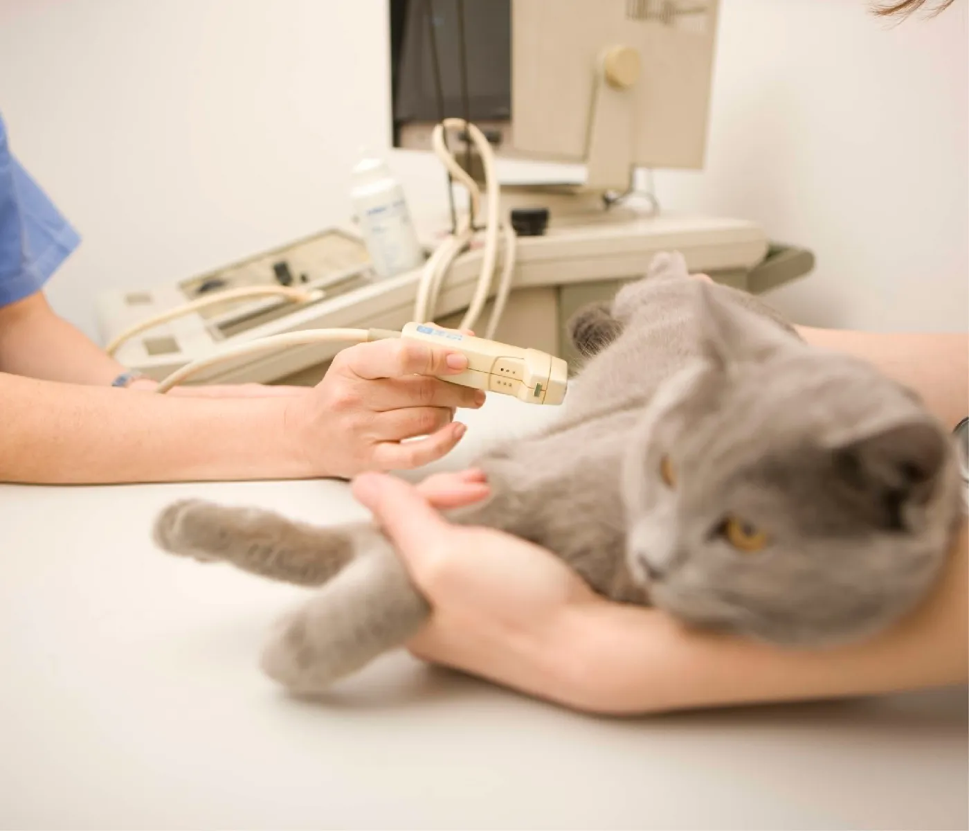 What are the Technological Advancements in Veterinary Medicine?
